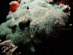 Image of stone-leaf coral