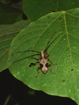 Image of Paraleprodera diophthalma (Pascoe 1857)