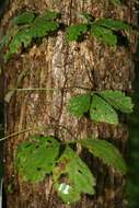 Image of Virginia creeper