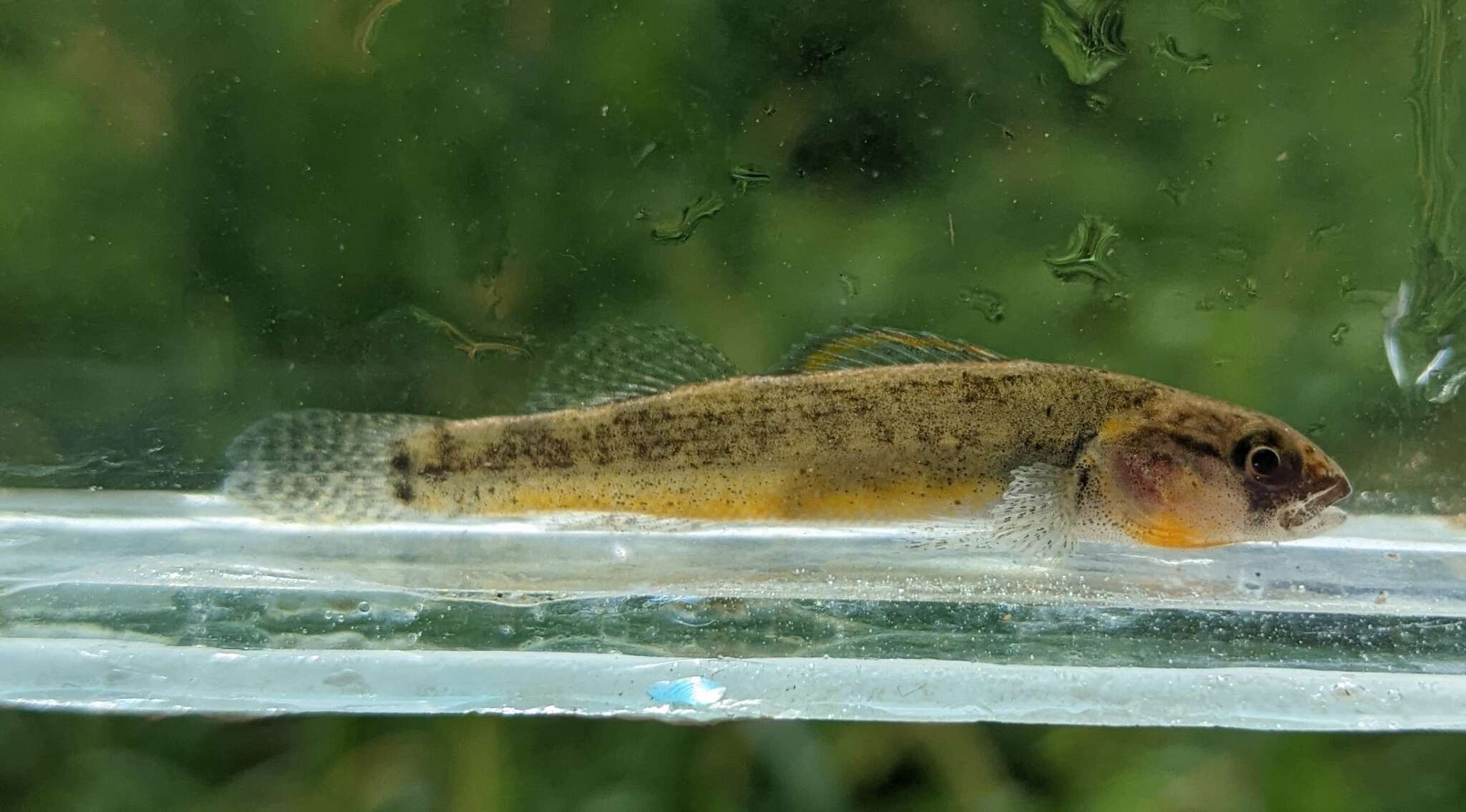 Image of Paleback darter