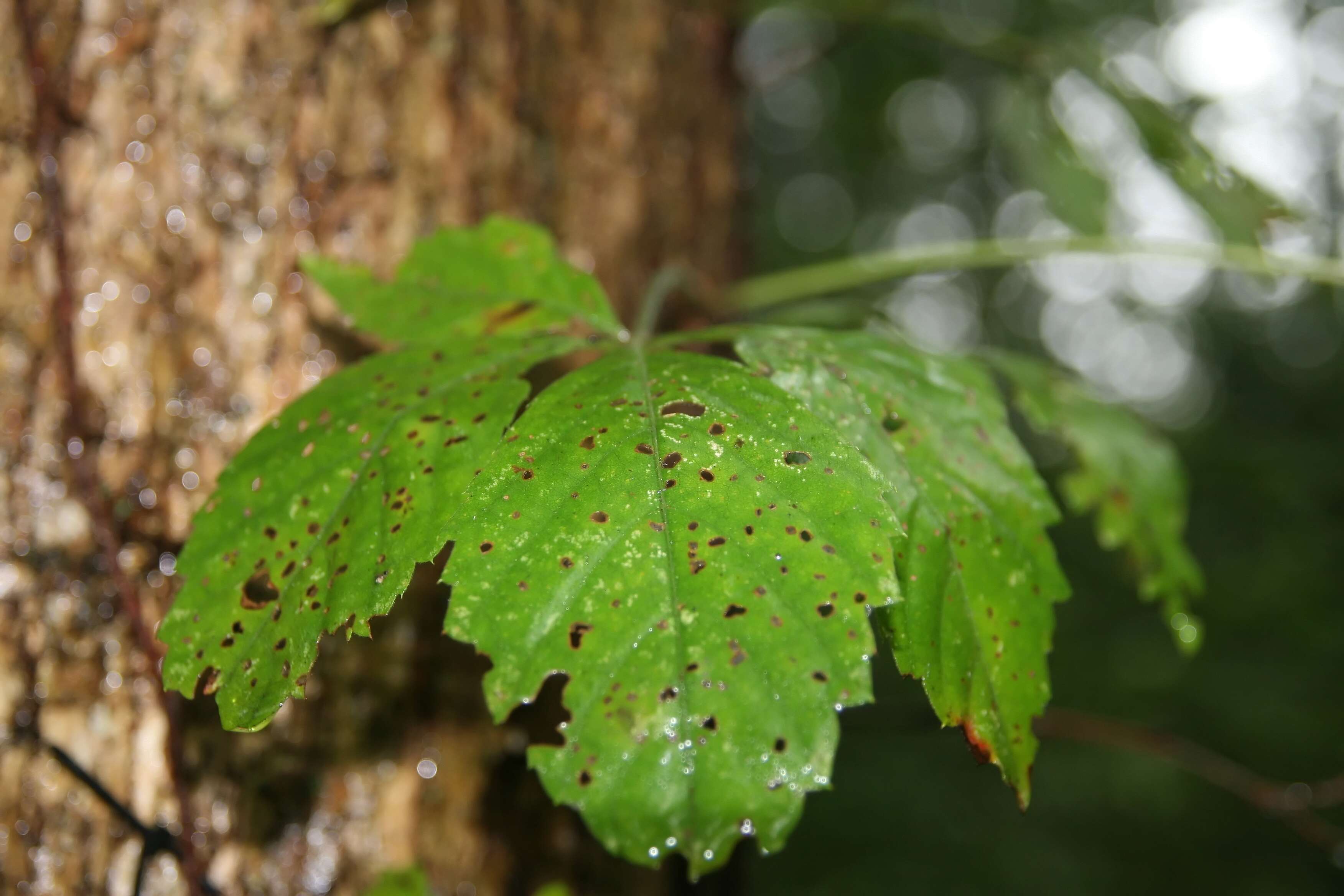 Image of Virginia creeper