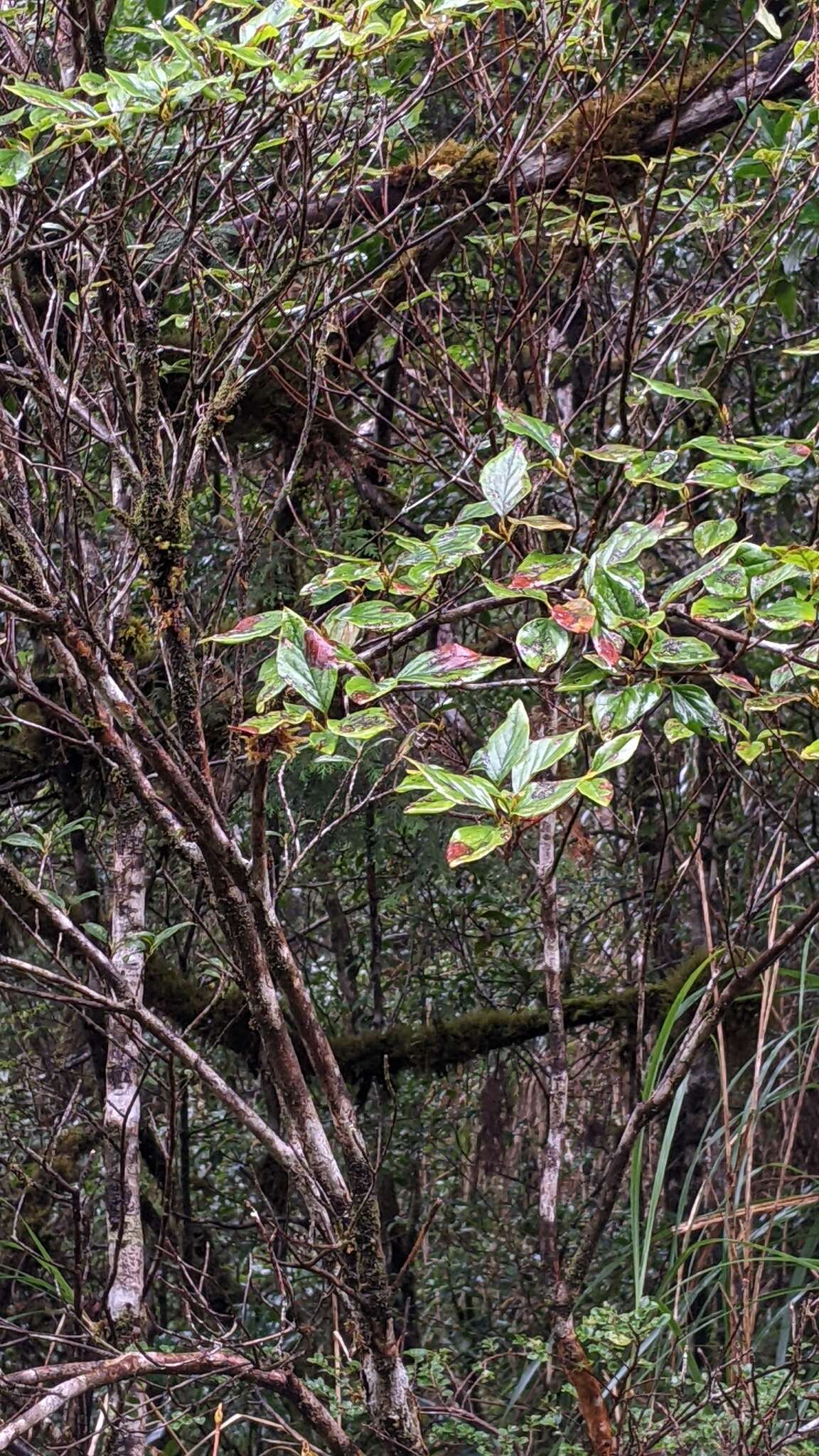 Image of Rhododendron mariesii Hemsl. & E. H. Wilson