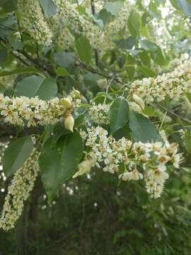 Image of Taphrina farlowii Sadeb. 1890