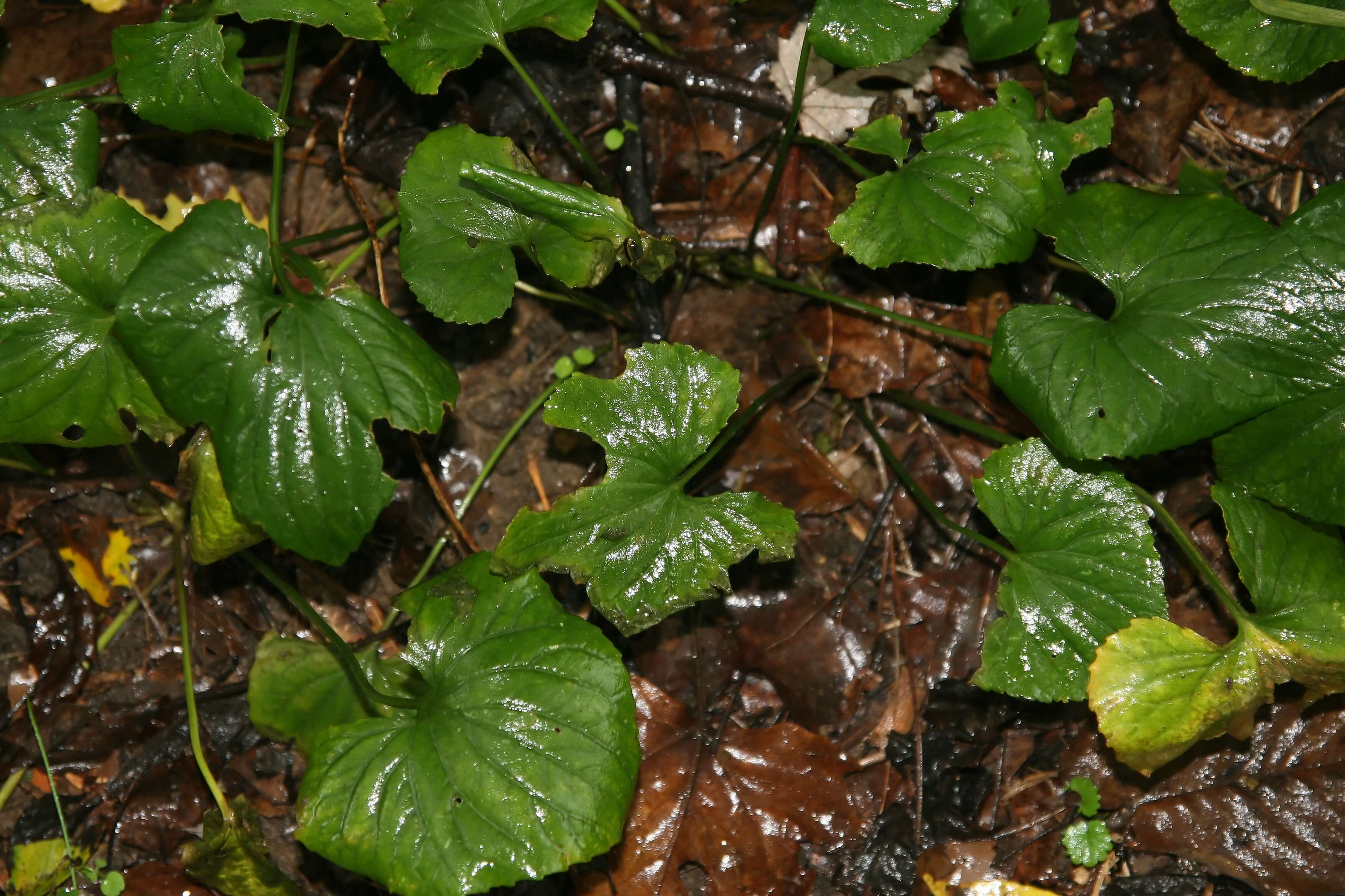 Image of common blue violet