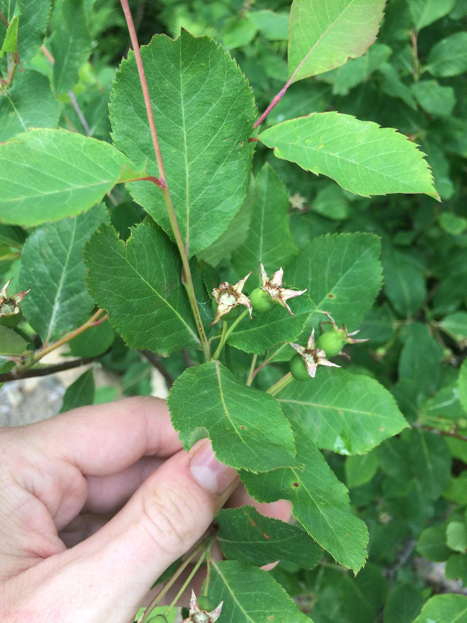 Image de Amelanchier bartramiana (Tausch) M. Roemer