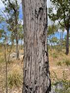 Слика од Eucalyptus megasepala A. R. Bean