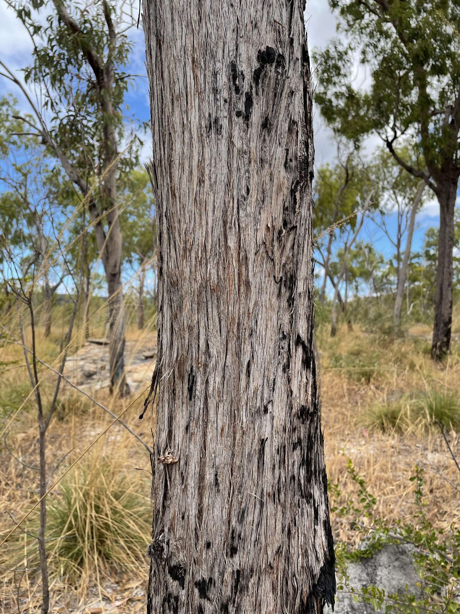 Слика од Eucalyptus megasepala A. R. Bean