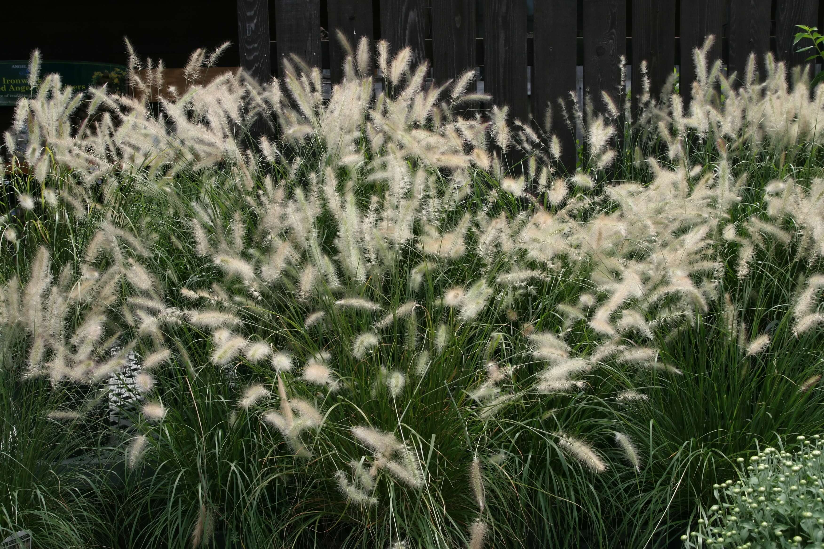 Imagem de Pennisetum alopecuroides