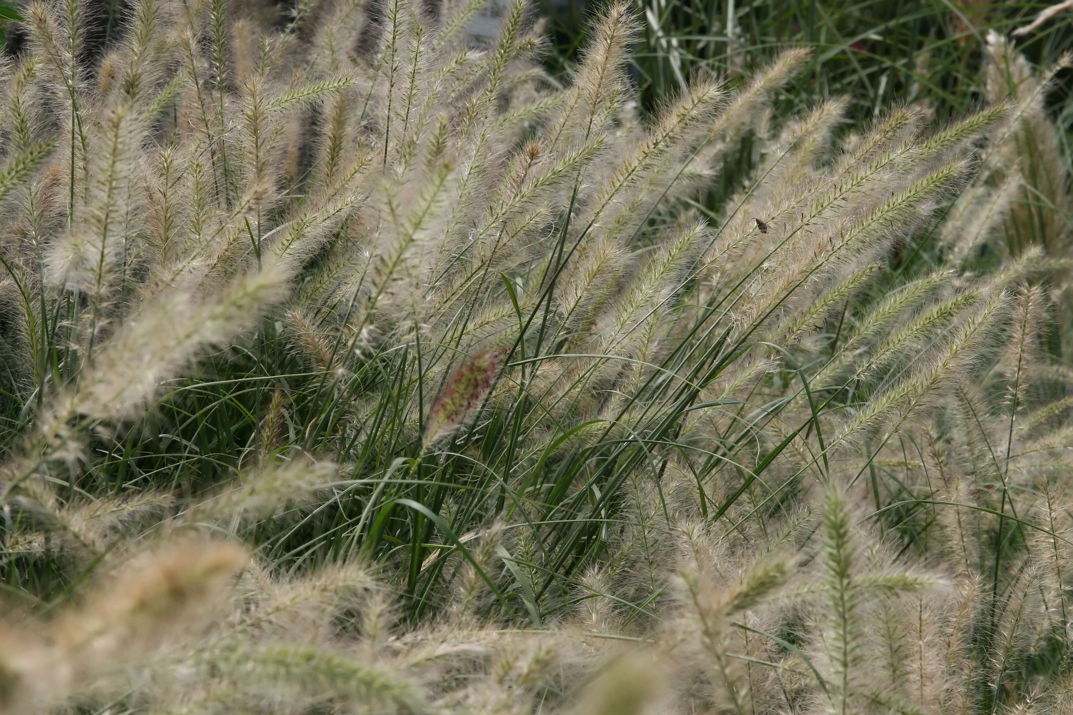 Imagem de Pennisetum alopecuroides