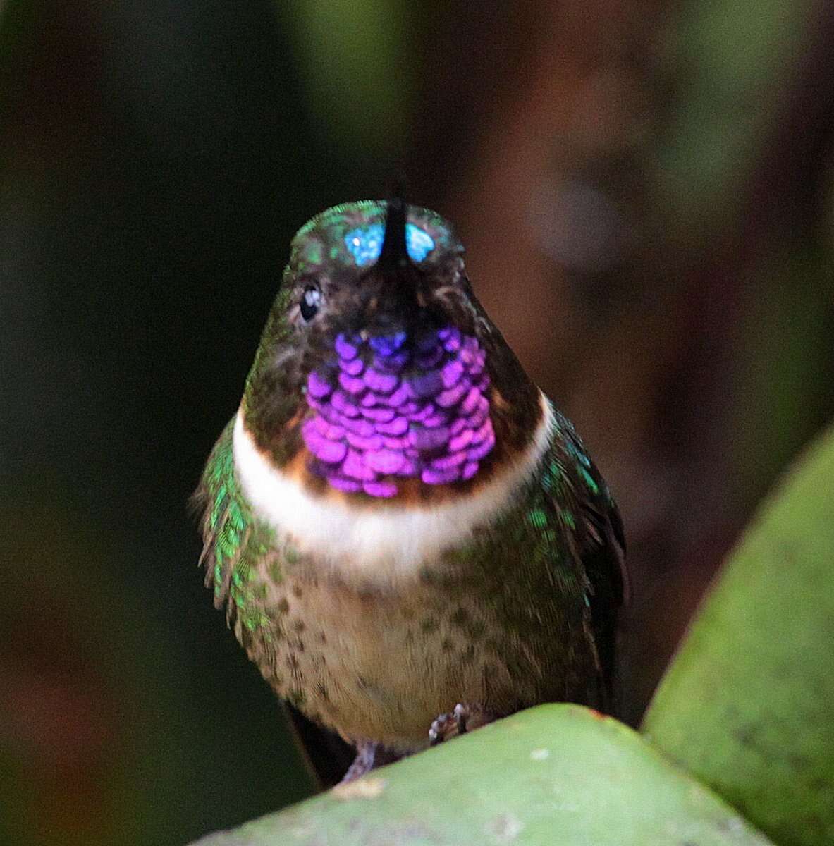 Image of Amethyst-throated Sunangel