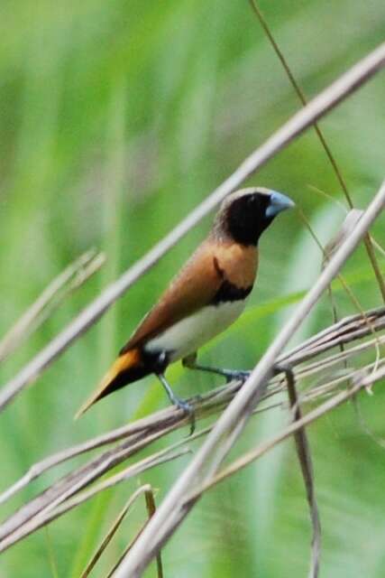 Plancia ëd Lonchura castaneothorax (Gould 1837)