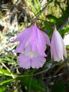 Image of Broughtonia lindenii (Lindl.) Dressler