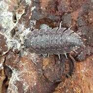 Image of Porcellio violaceus Budde-Lund 1885