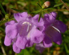 Image of purple false foxglove