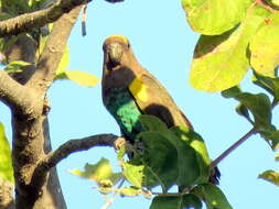 Image of Poicephalus meyeri damarensis Neumann 1898