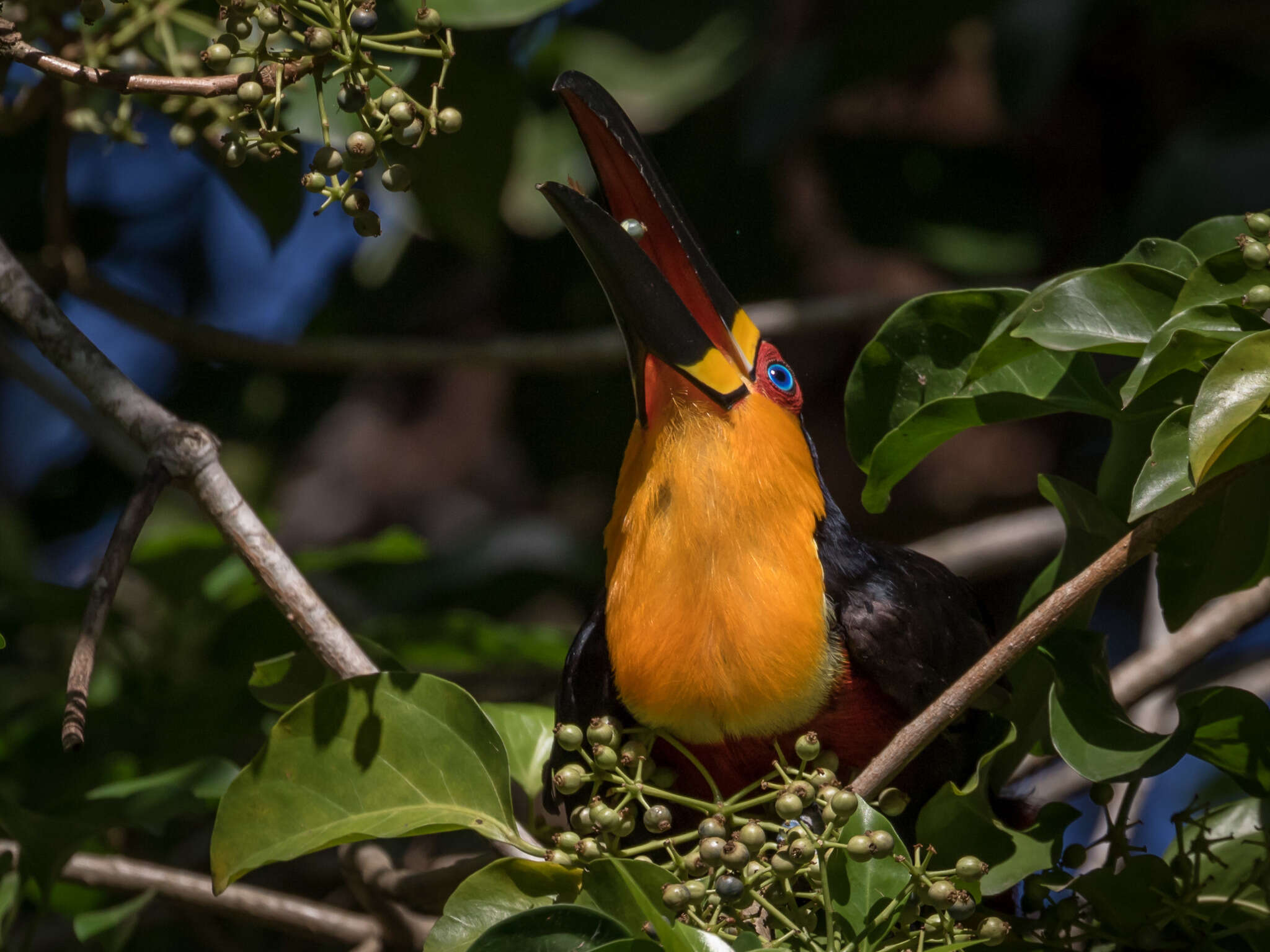 Image of Channel-billed Toucan