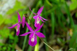 Image of Barkeria scandens (Lex.) Dressler & Halb.