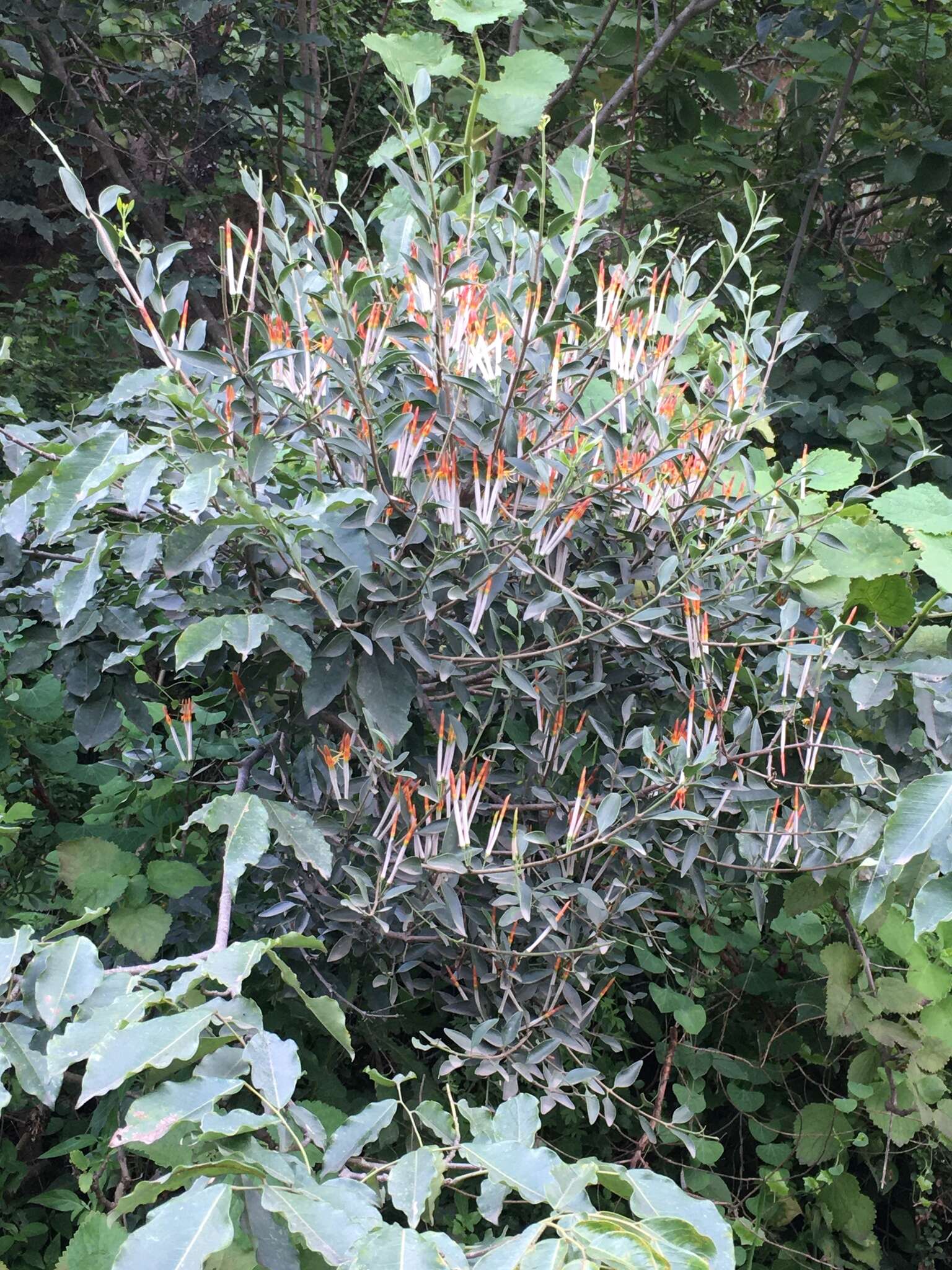 Image of Agelanthus gracilis (Toelken & Wiens) R. M. Polhill & D. Wiens