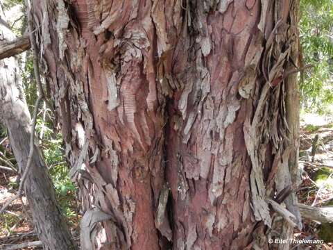 Image of Willow-leaf Podocarp