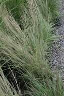 Image de Schizachyrium scoparium (Michx.) Nash