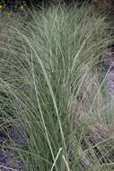 Imagem de Miscanthus sinensis Andersson