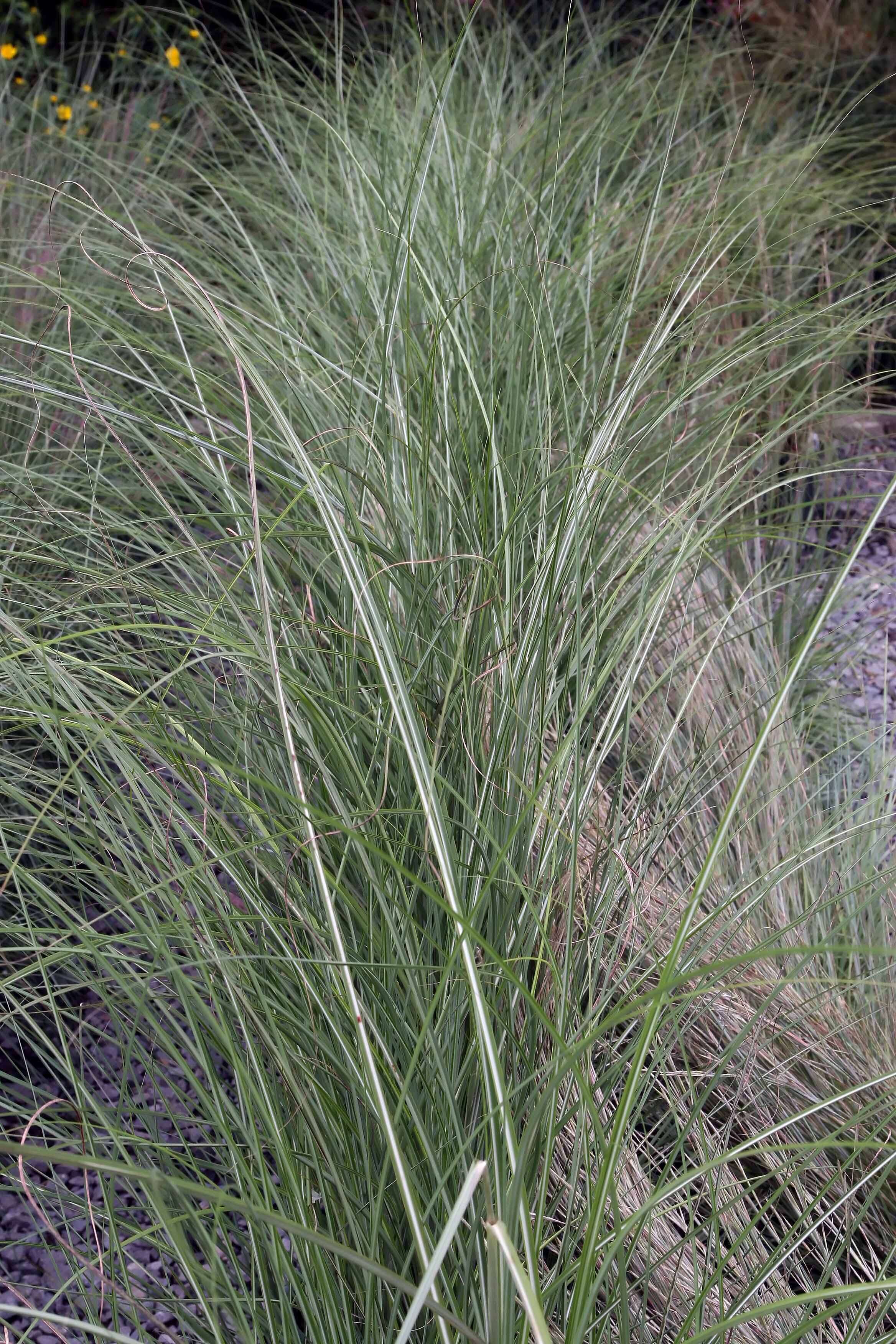 Imagem de Miscanthus sinensis Andersson