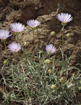 Слика од <i>Xylorhiza <i>tortifolia</i></i> var. tortifolia