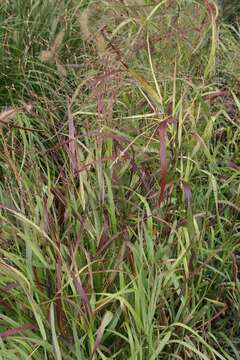 Imagem de Panicum virgatum L.