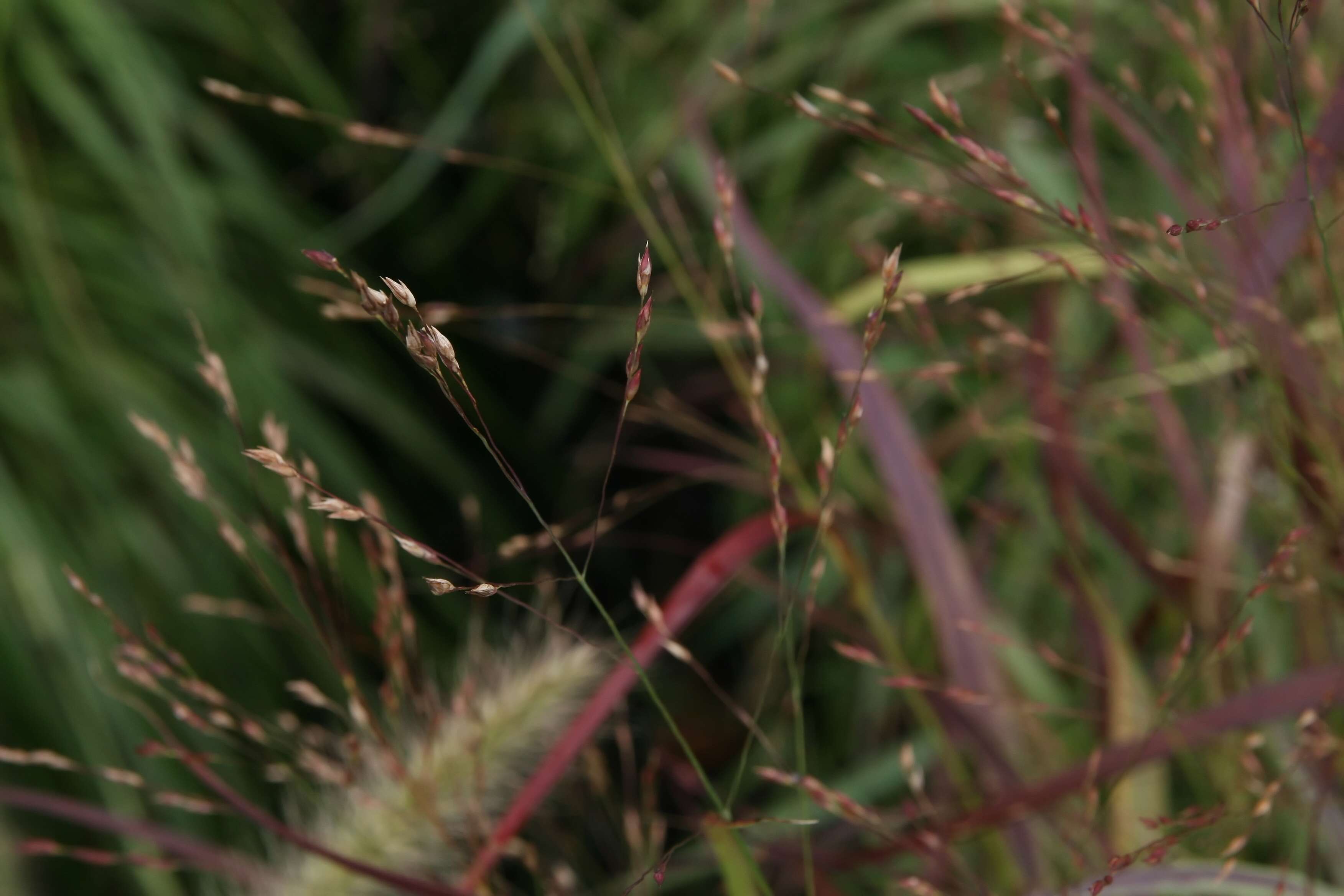 Imagem de Panicum virgatum L.