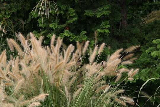 Imagem de Panicum virgatum L.