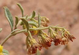 Image of Hermannia holosericea Jacq.