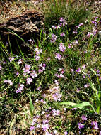 Image of Freesia verrucosa (B. Vogel) Goldblatt & J. C. Manning