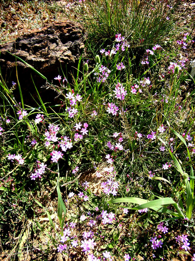 Freesia verrucosa (B. Vogel) Goldblatt & J. C. Manning resmi