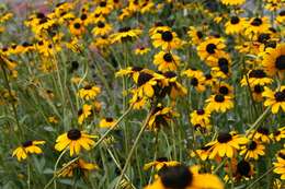 Image of orange coneflower