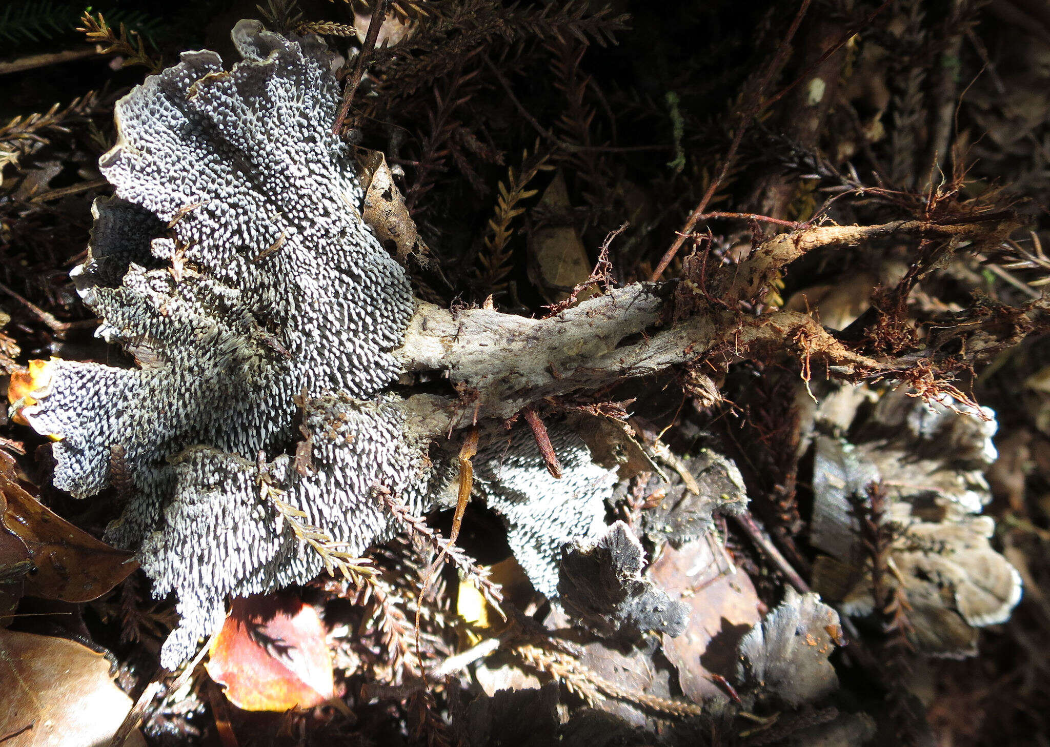 Image of Phellodon maliensis (Lloyd) Maas Geest. 1966