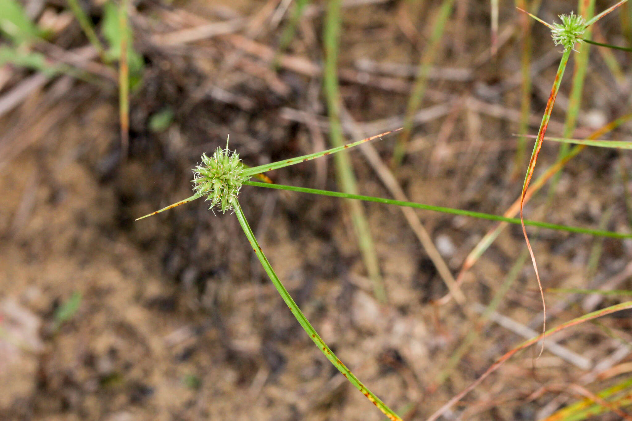 Image of Great Plains flatsedge