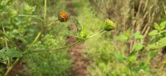 Plancia ëd Simsia foetida (Cav.) Blake