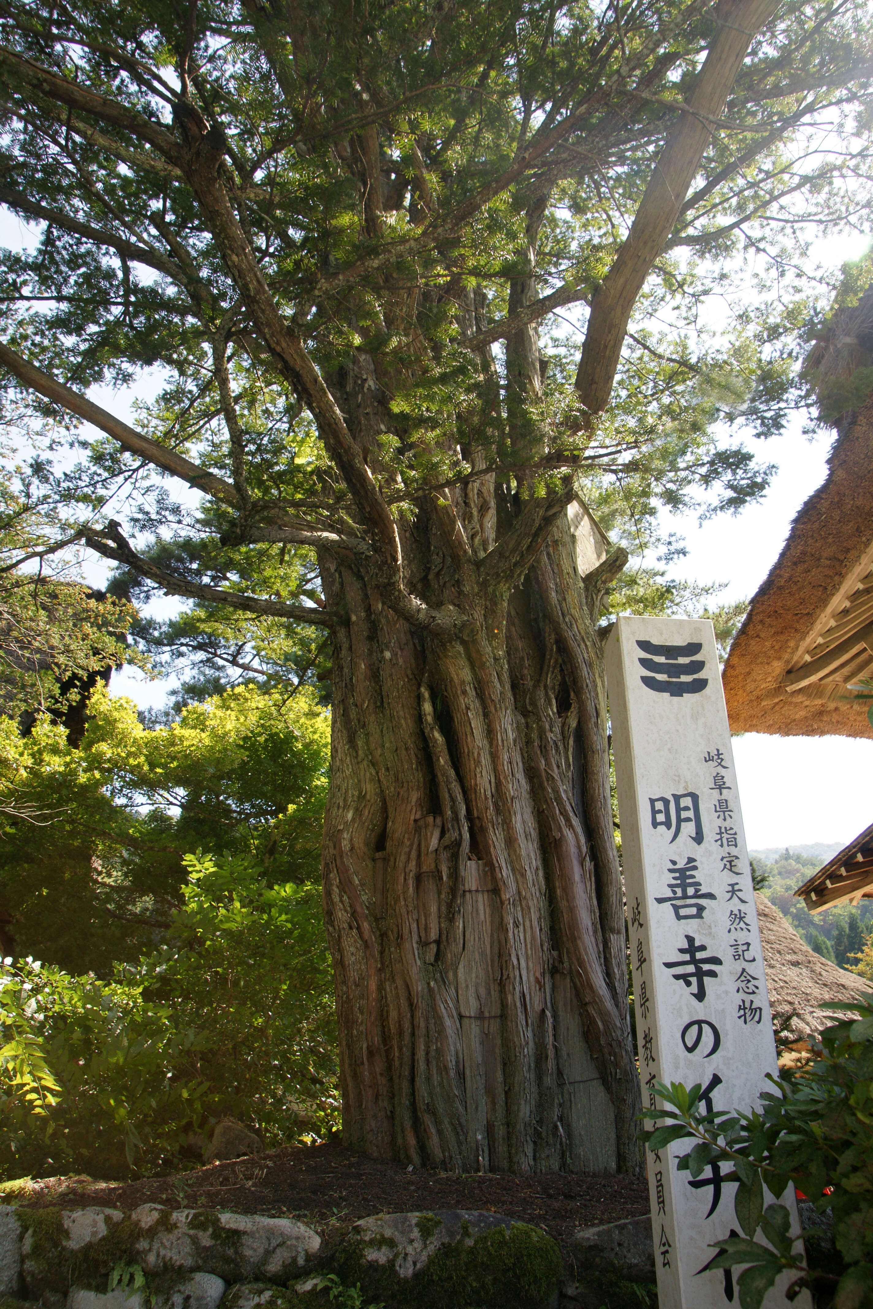 Image of Japanese Yew