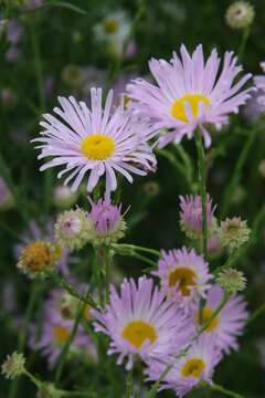 Boltonia asteroides (L.) L'Hér. resmi