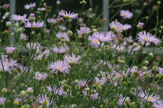 Image of white doll's daisy