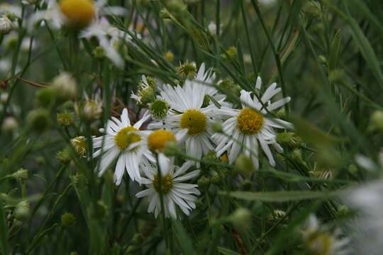 Boltonia asteroides (L.) L'Hér. resmi