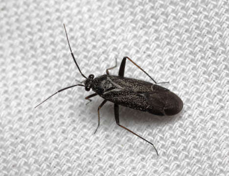 Image of Plant bug