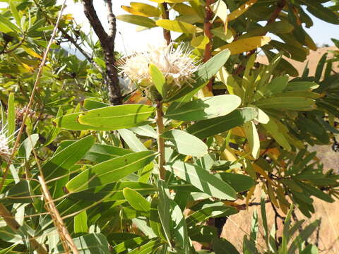 Image of African savanna sugarbush