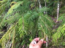 Image of Acacia oshanesii F. Muell. & Maiden