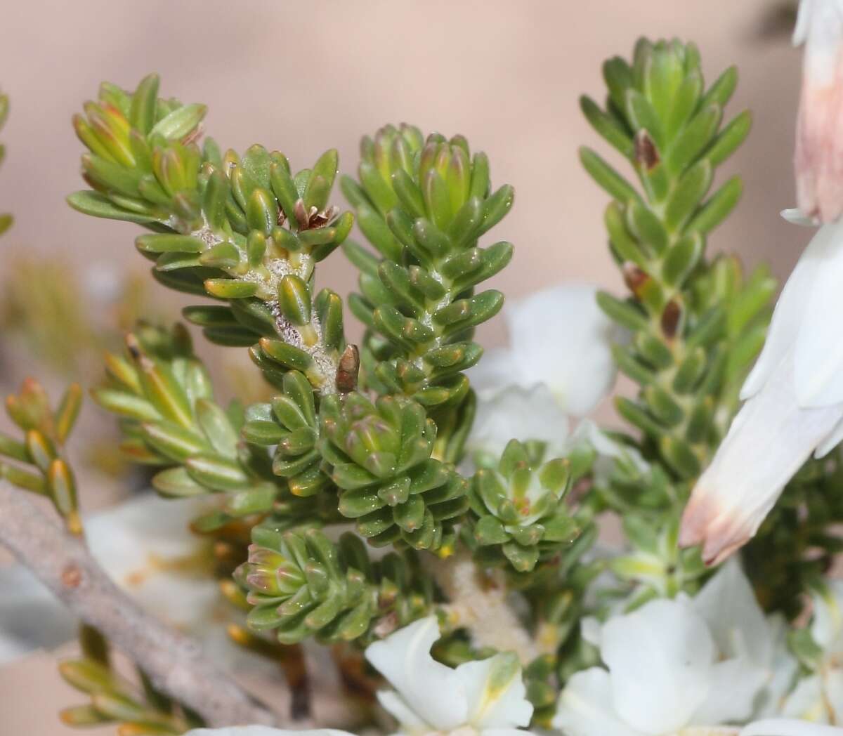 Image of Erica monsoniana var. monsoniana