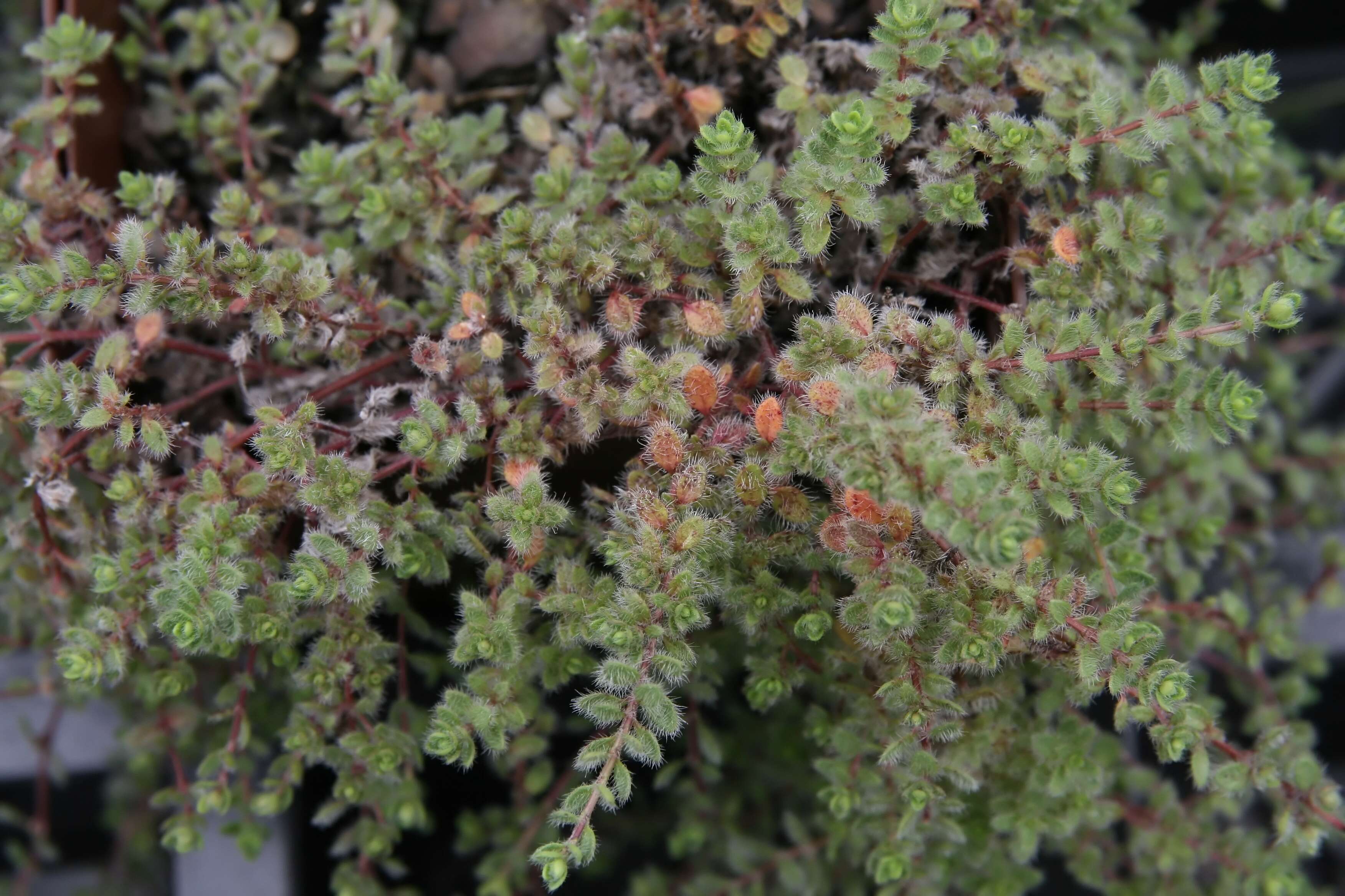 Image of creeping thyme