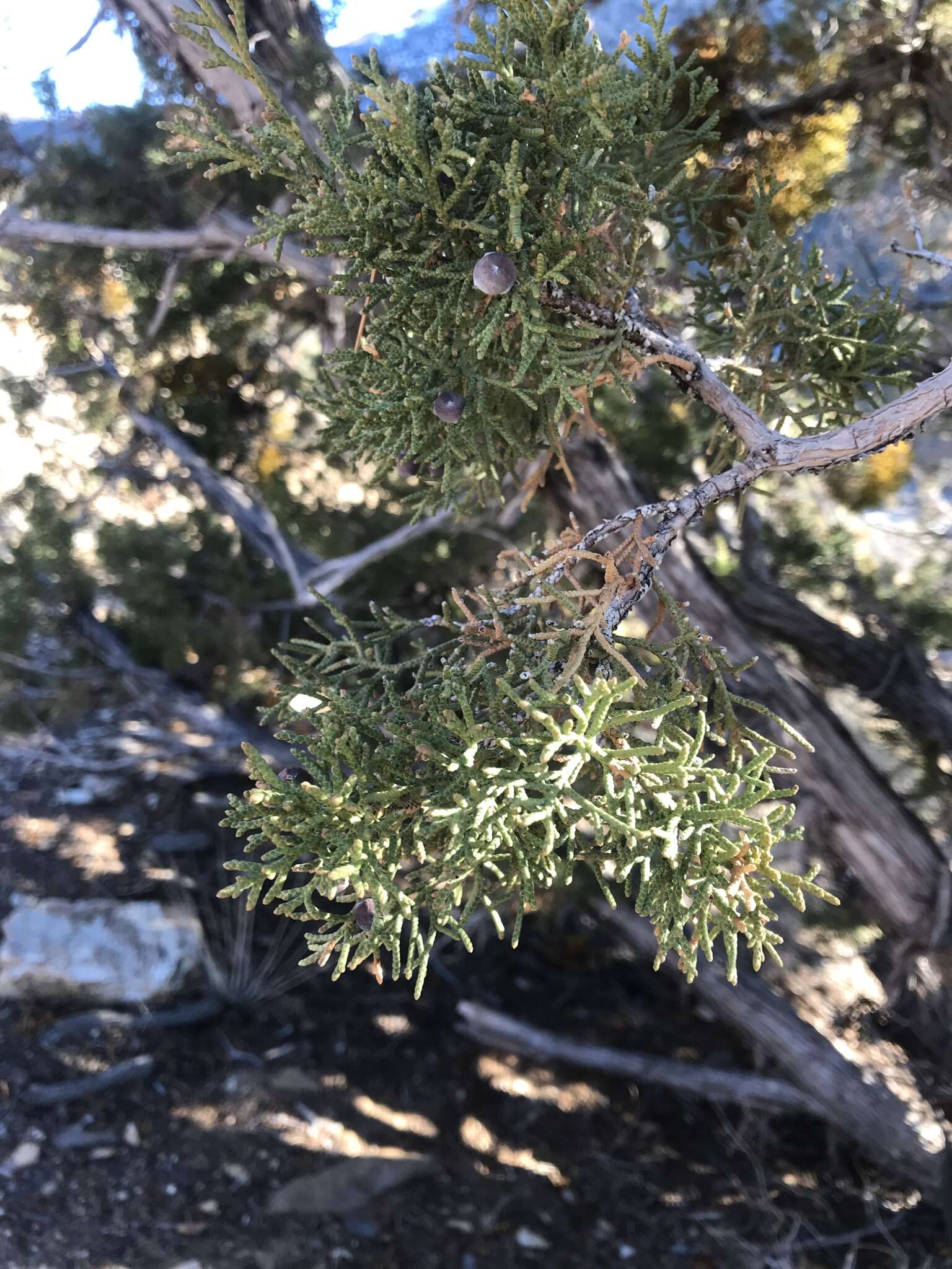 Image of dense mistletoe