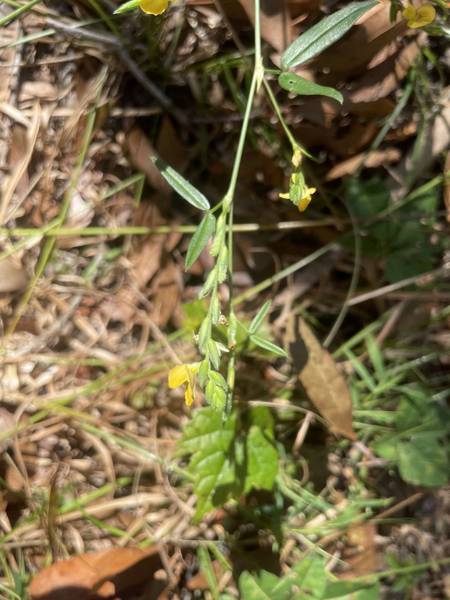 Plancia ëd Zornia latifolia Sm.