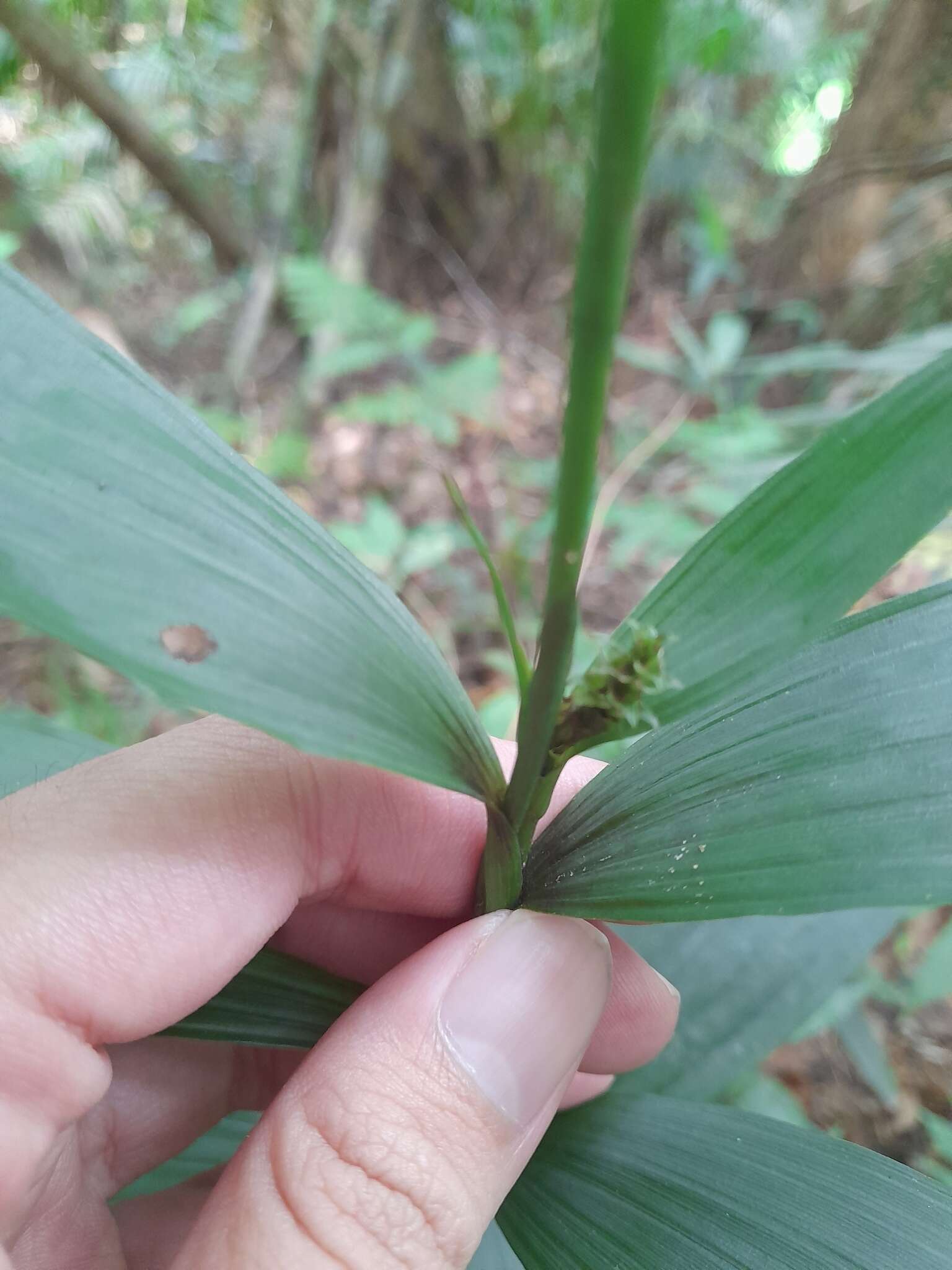 Tropidia curculigoides Lindl.的圖片