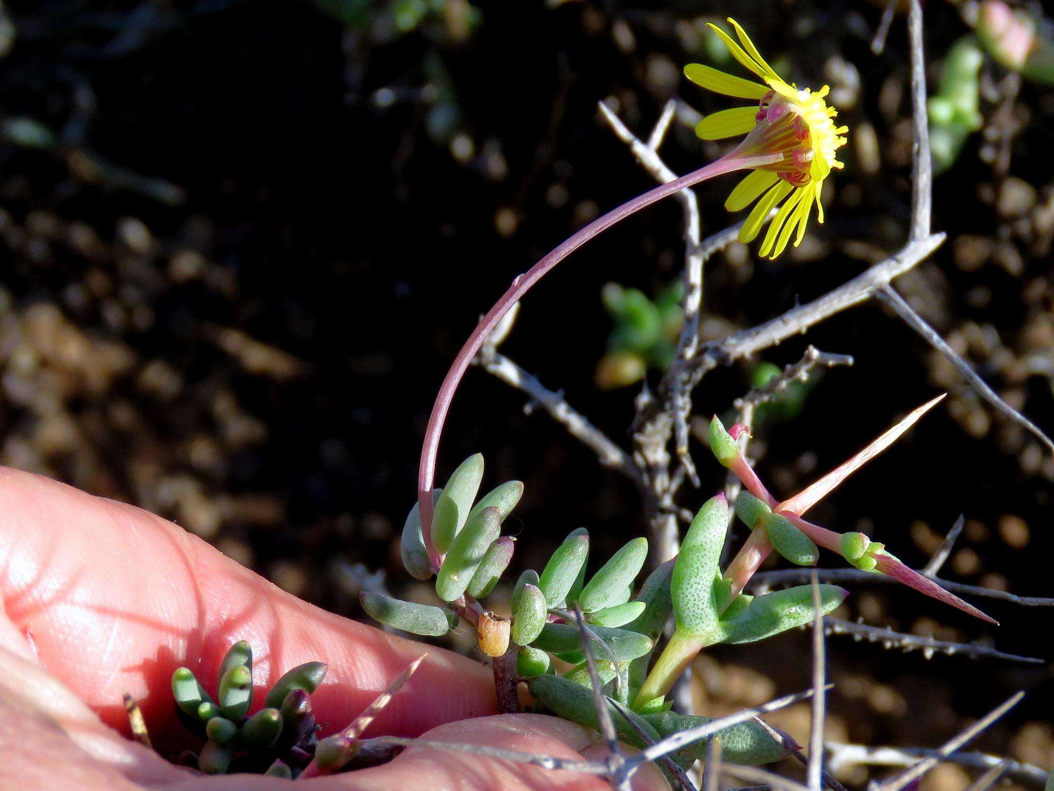 Image de Crassothonna cacalioides (L. fil.) B. Nord.